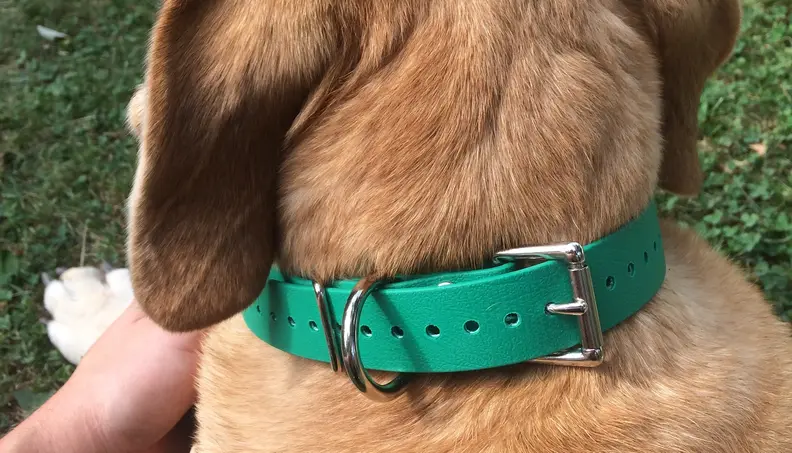 Educator Biothane Dog Collar