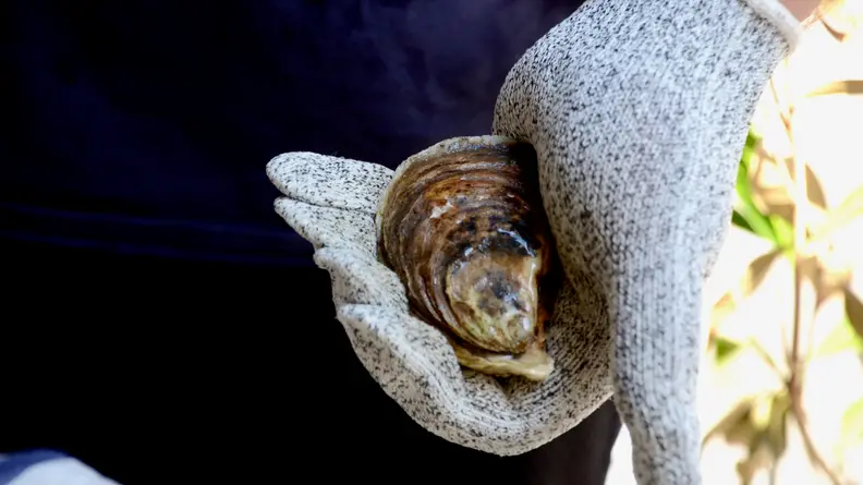 A person is holding an oyster with gloves on.