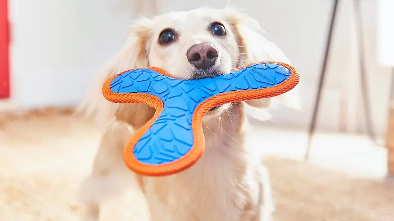 Get your pet's favorite food, treats, and more delivered on a recurring schedule.