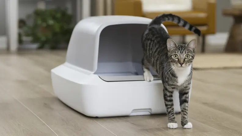 A tabby cat stands beside a white self cleaning litter box in a modern living room.