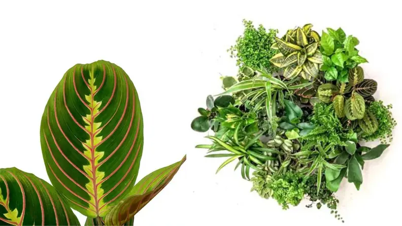 Plant Collective