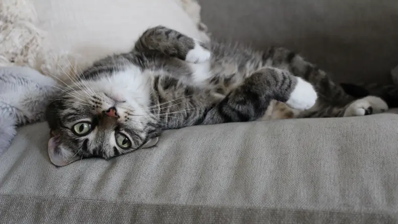 Meet your product tester, Nugget.