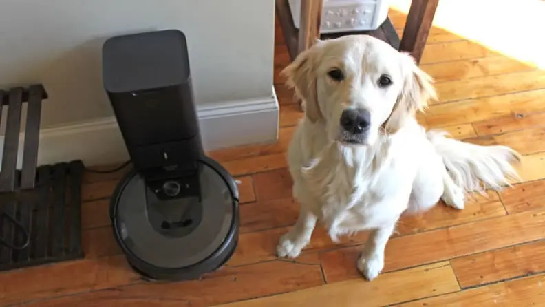 A golden retriever sitting next to a robot vacuum, staring at the camera.