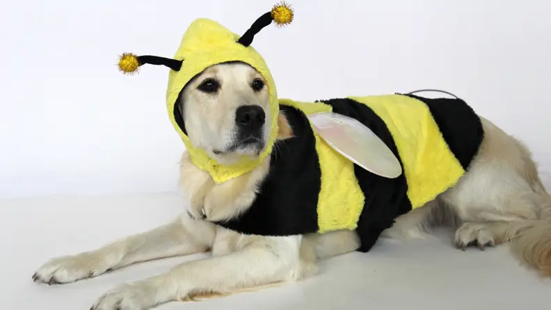 Don't worry, Addy doesn't sting!