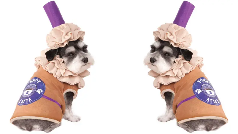 Dog dressed like latte