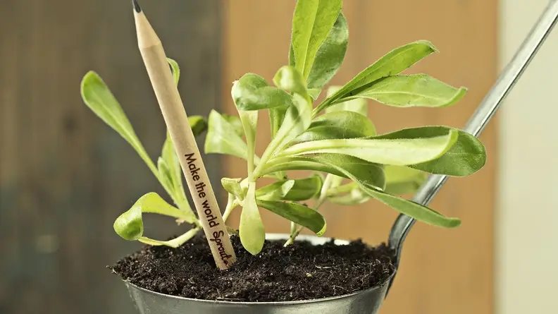 Plantable Pencils