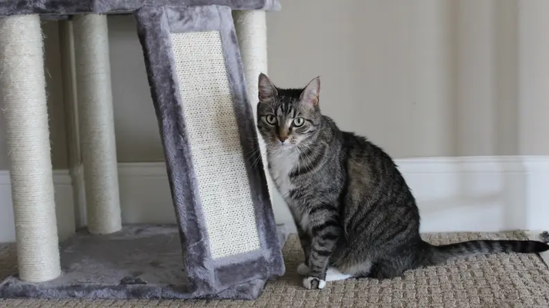 This cat trees gets two thumbs up from me and Nugget.