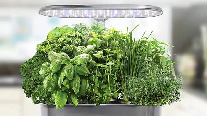 Close up of flora growing in an AeroGarden.