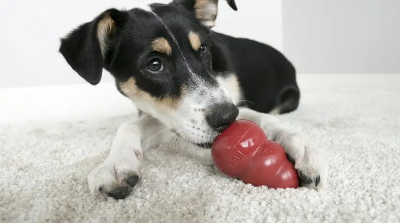 Kongs have a hollow interior where you can stuff treats.