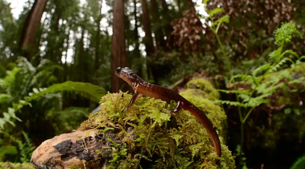 Ensatina Salamander