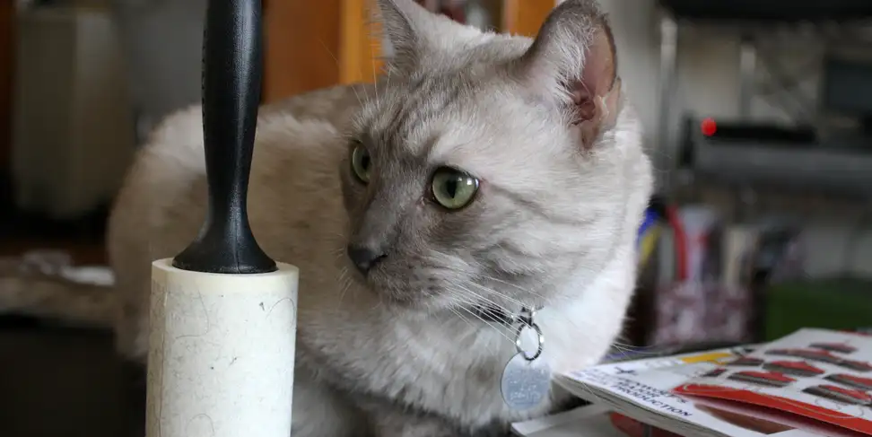 This cat hates lint rollers