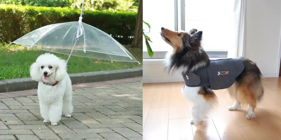 two dogs using products from amazon