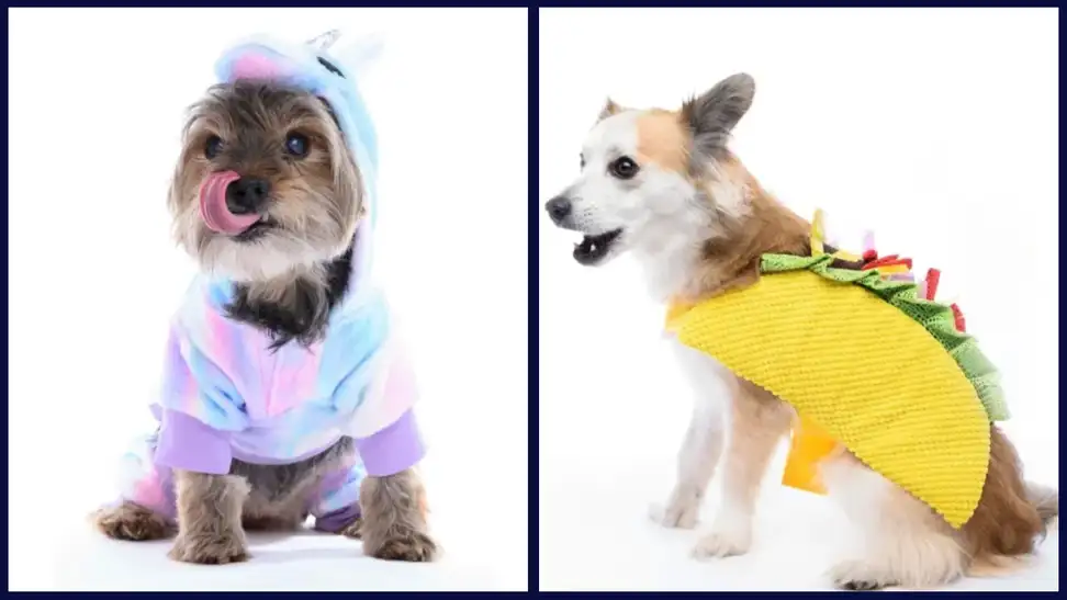 dog halloween costumes