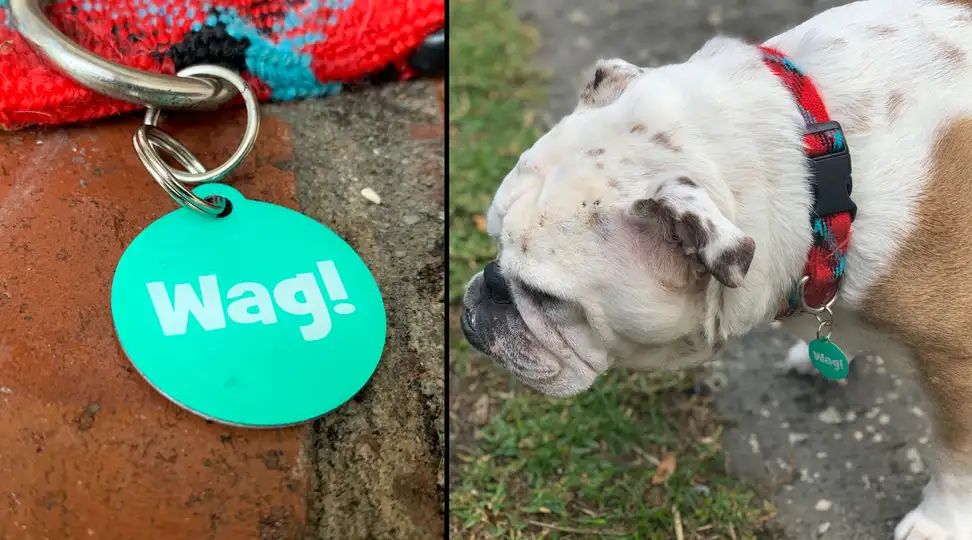 Wag Tag Review: Can this $10 tag keep your dog safe?