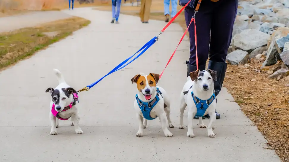 The Best Dog Harnesses