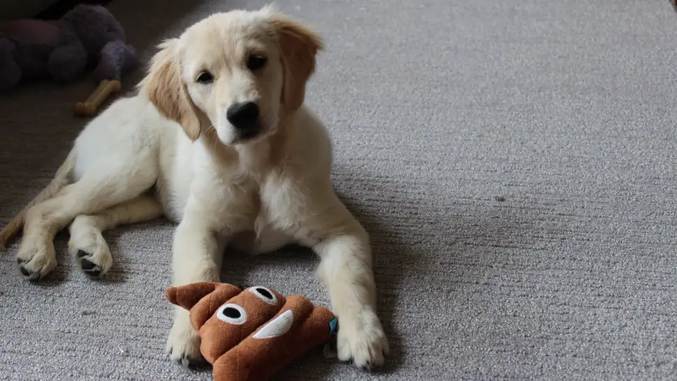 Stock up on everything you need to welcome your new family member.