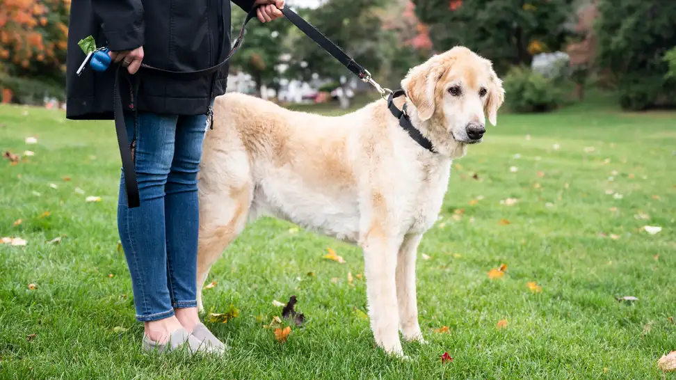 The best dog collars