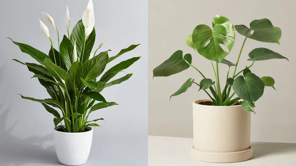 plants