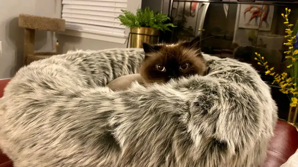 もふもふ My cat is obsessed with this cozy Tuft and Paw bed - Reviewed