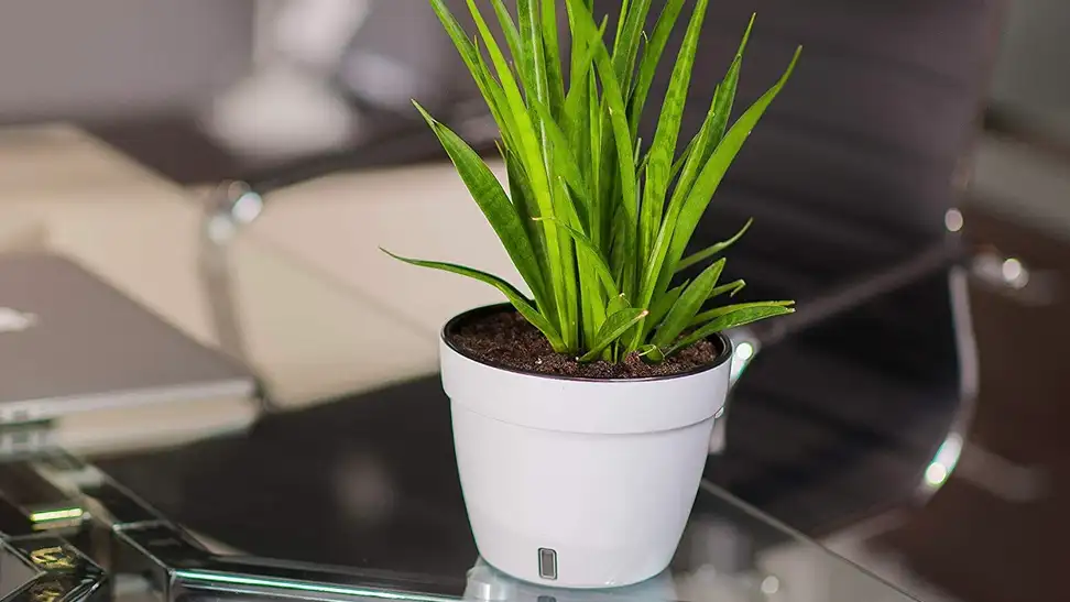 A plant inside of a flower pot sitting on a glass table.