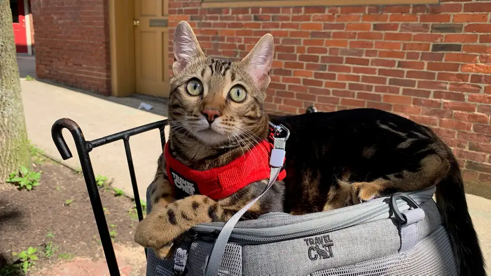 Staff Writer Lily Hartman's cat Arya on a walk in her cat harness.