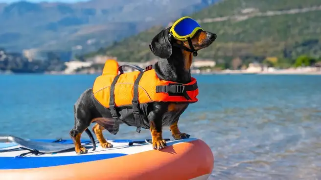 Dachshund wearing sunglasses and a dog life jacket on the front of a boat.