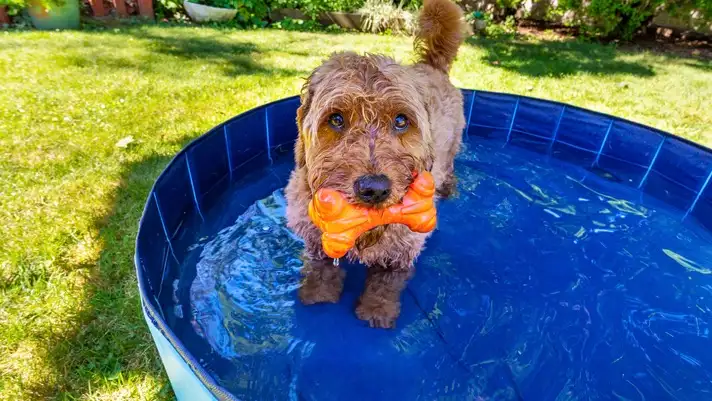 A dog standing in a dog pool with an orange toy in its mouth.