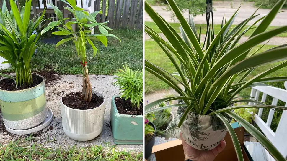 An assortment of Lively Root plants sitting outside.