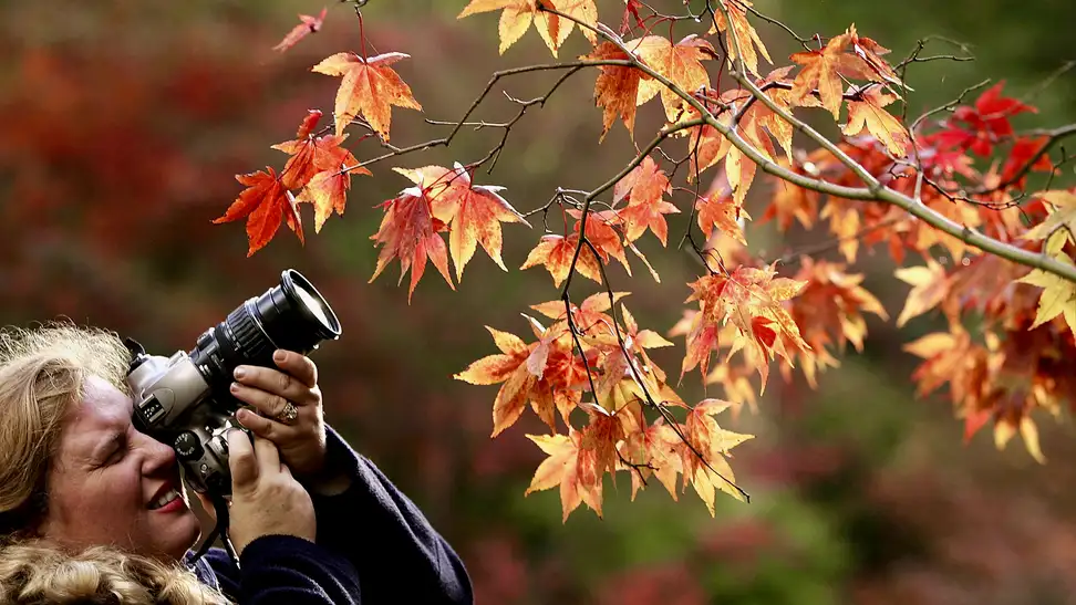 A photographer with a macro lens zooms in on some orange autumn leaves.