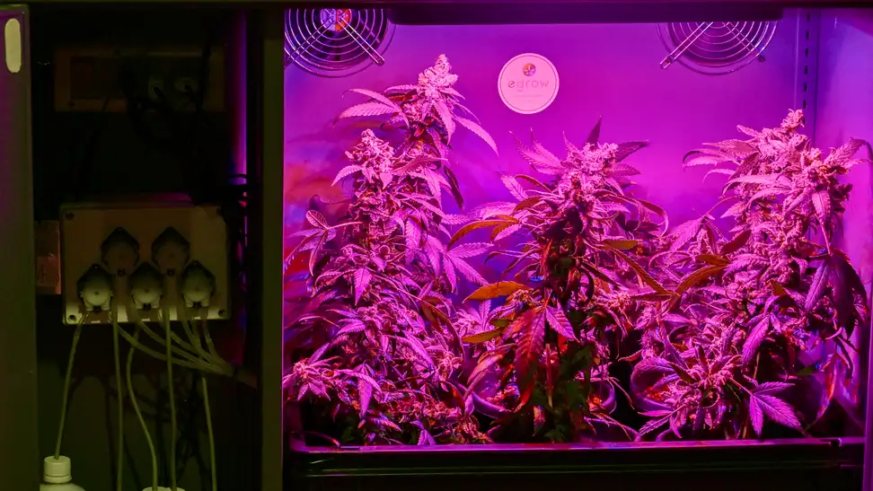 Purple light illuminates a hydroponic grow tent.