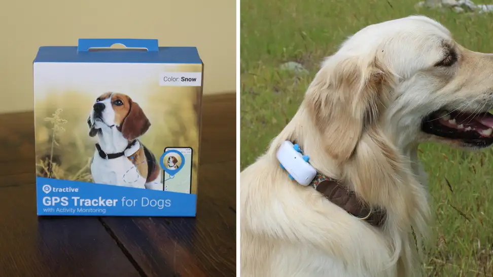 Tractive dog GPS collar review: Great budget tracking collar