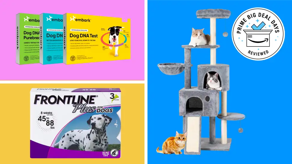 Embark dog DNA test, Frontline Plus, Cat tree