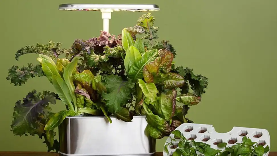 A close-up of an AeroGarden Harvest Elite hydroponic system starter kit.
