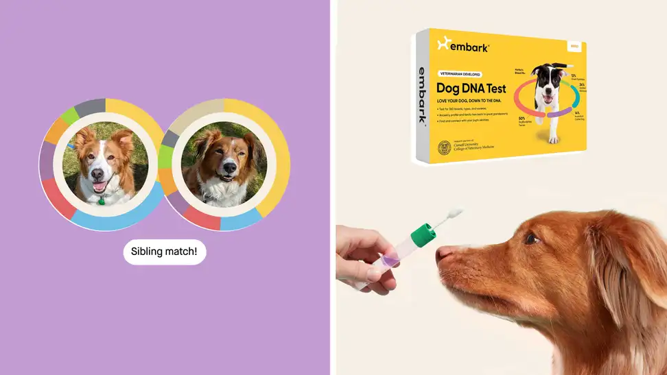 Embark dog DNA test kits
