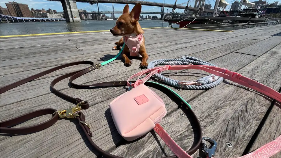 A small breed dog laying on wooden boardwalk surrounded by colorful hands-free leashes.