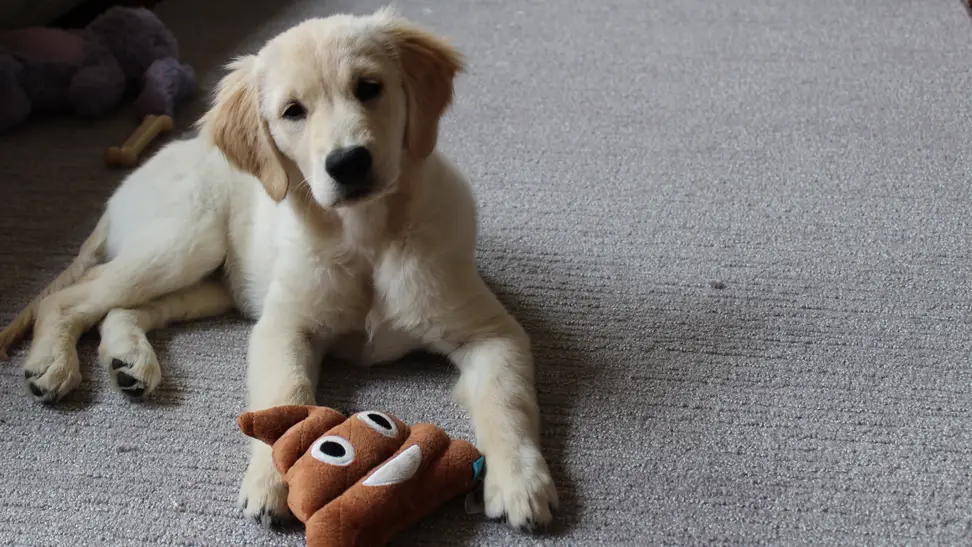 Stock up on everything you need to welcome your new family member.