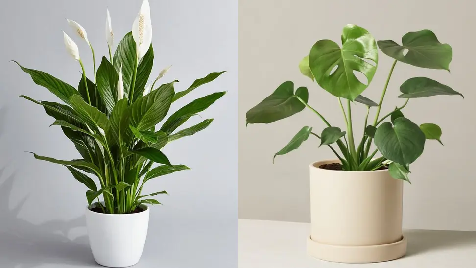 plants