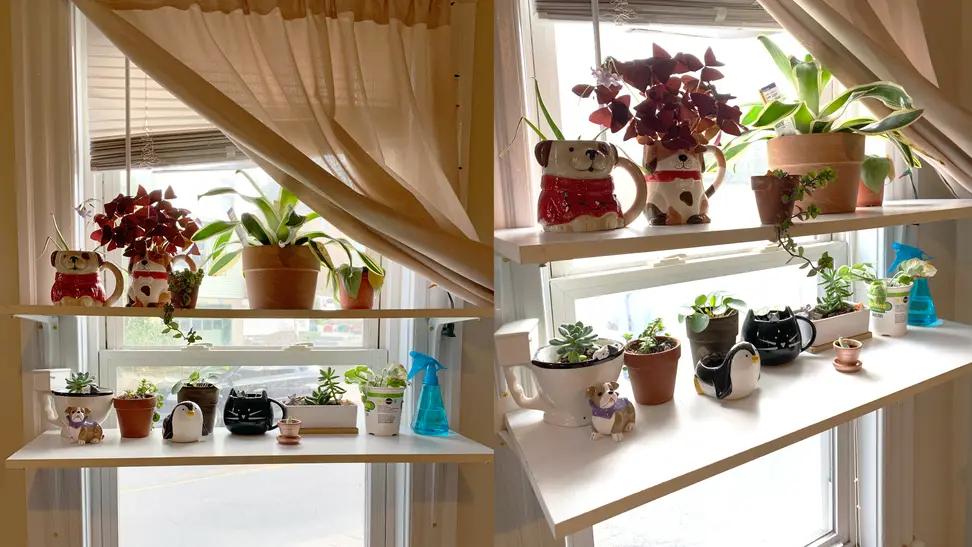 Left: Two parallel shelves with various plants in a variety of planters on a window, Right: same image but close up from the left