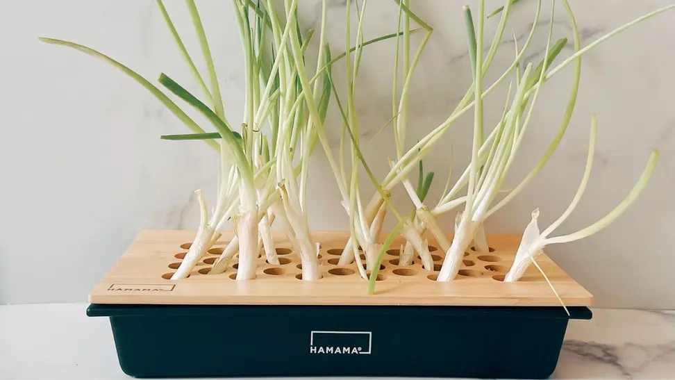 A green onion kit filled with sprightly, long green onions that have full regrown from the bulbs.