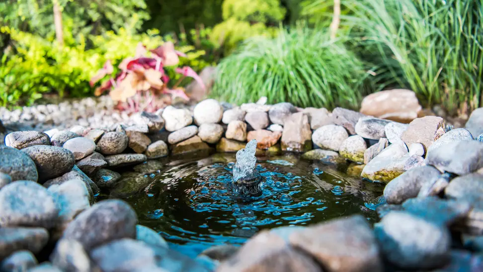 Backyard water garden with stone ring.