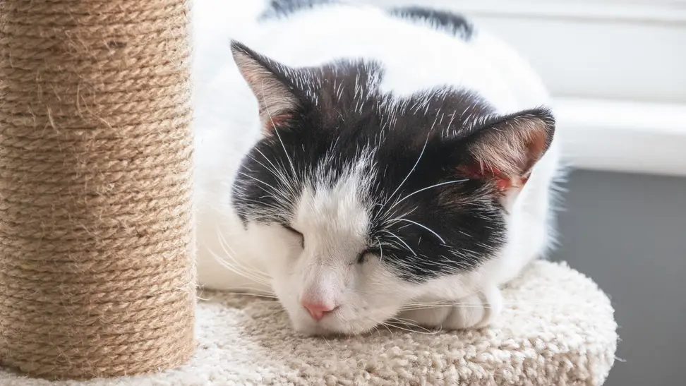 Cat sleeping on a cat tree.