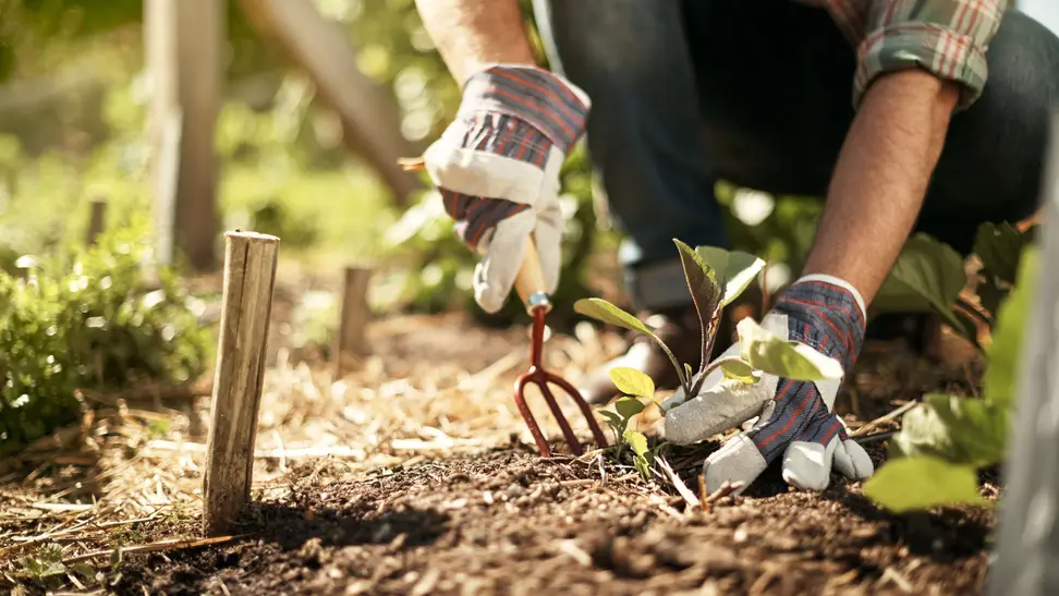 Someone is kneeling in a garden, wearing gardening gloves, and working at the soil with a gardening fork.