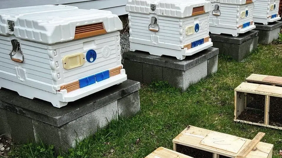 A few beehives that are owned by Stingin' Bee Honey Company.