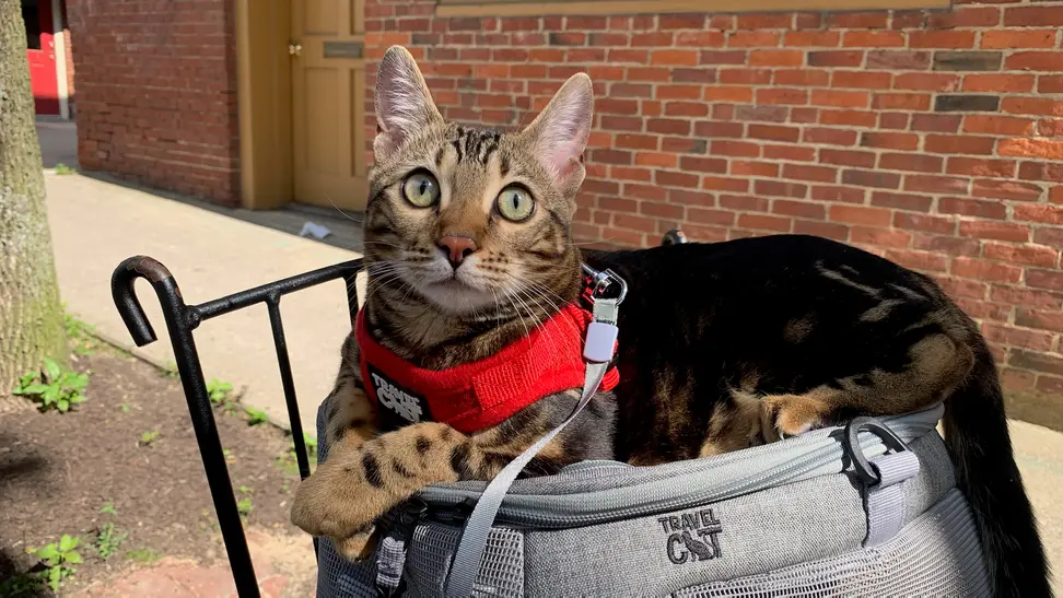 Staff Writer Lily Hartman's cat Arya on a walk in her cat harness.