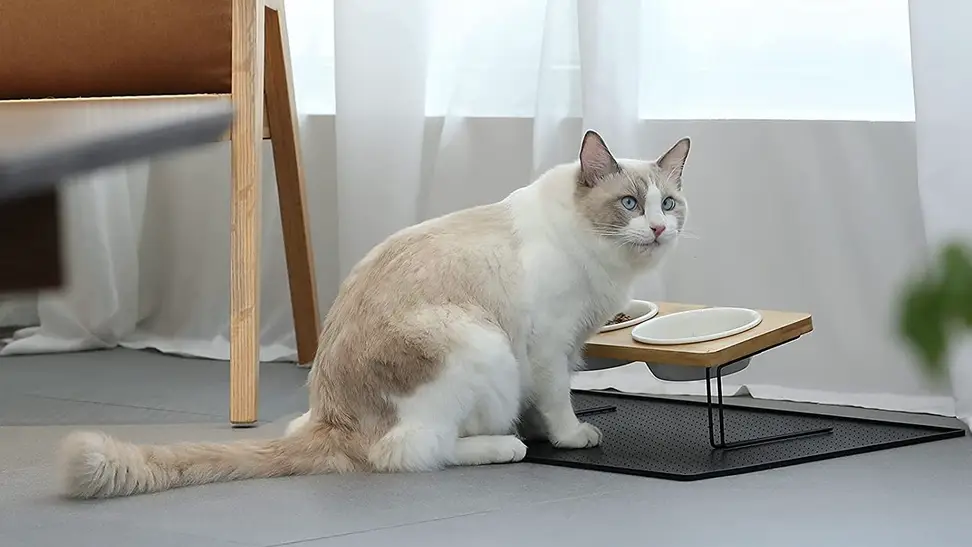 A cat munching on her kibble comfortably with her new cat bowl.