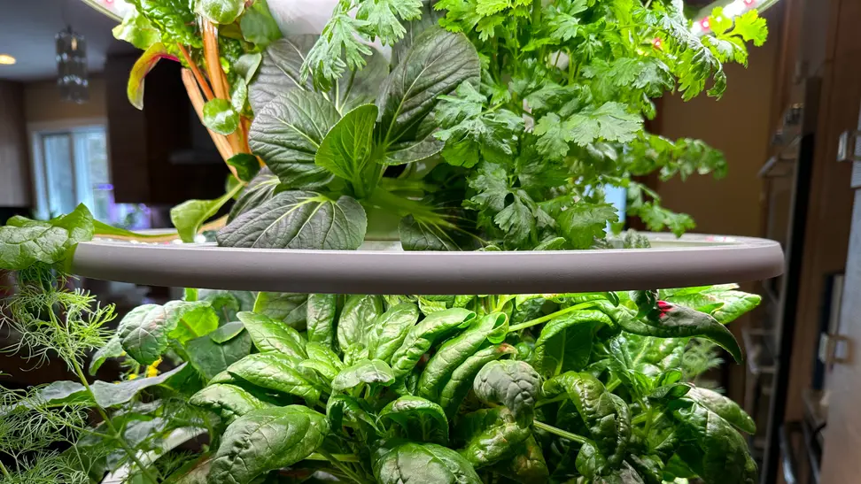 Green leafy plants growing indoors inside of garden support frame.