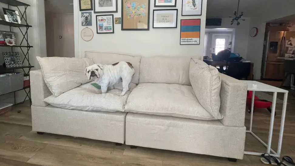 An English Bulldog standing on the Albany Park Kova sofa.