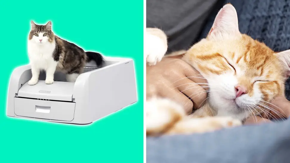 PetSafe ScoopFree Clumping Self-Cleaning Litter Box: Shop the new cat litter box