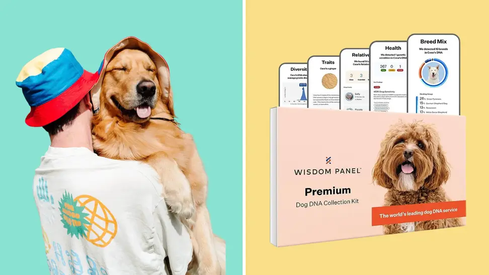 Bois the Label bucket hats and Wisdom Panel Premium DNA kits are just some of our picks for great gifts for dogs lovers.