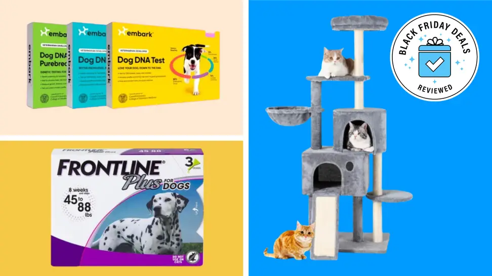 Embark dog DNA test, Frontline Plus, Cat tree.